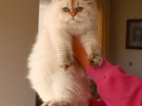 Full Şecereli Dişi British Longhair