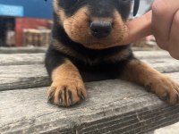 2 aylık erkek rottweiler