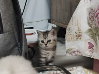 Biz hazırız british longhair