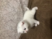Scottish fold yavrularımız sahiplendirilecektir
