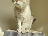 british shorthair silver