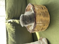 Çok minnoş sevimli scottish fold yavrumuz