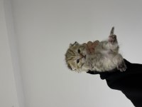 Uysal dişi scottish fold