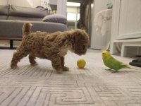 ORJİNAL GERÇEK TEACUP MALTİPOO