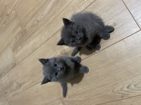 British Shorthair Yavru Kedimiz
