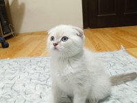 2 AYLIK SCOTTİSH FOLD YAVRUMUZ ERKEK BAKIMLI