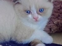 British Shorthair Fold Bicolor