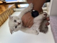 Ücretsiz scottish fold acil yavrular yuva aranıyor