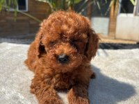 Red Toy Poodle Yavrular