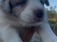 Çok özel mavi gözlü Merle Border collie yavrular