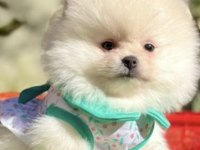 Pomeranian boo köpeği