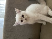 British shorthair bluepoint bebeğimiz
