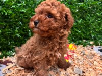 Burkemden a kan toy poodle yavrularımız