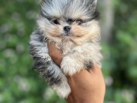 Merle pomeranian boo