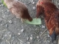 Acil satılık tavuk