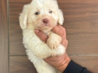 KÖPEKLERDE KALİTE TESADÜF DEĞİLDİR