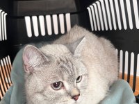 2 Yaşında Dişi British Shorthair Ev Kedisi