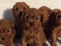 Sağlıklı Ve Garantili Poodle Yavrular Yuvalarını Bekliyor