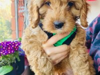 2.5 aylık maltipoo