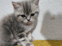 2 Aylık Orjinal British Shorthair