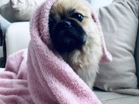 Pekinez ırk erkek köpeğim