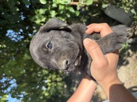 TİGER (KAPLAN DESENLİ) VE SİYAH PANTER CANE CORSO