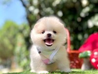 Pomeranian yavruları