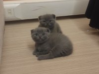 5 haftalık dişi sevimli pati dostlari