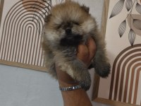 Pomeranian boo teddy bear yavrucuklar