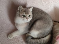 Safkan British Shorthair