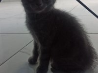 British shorthair Kedisi