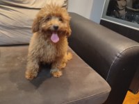 POFUDUK TOY POODLE YAVRULAR