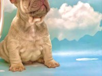 ÜST KALİTE BLUE FAWN FRENCH BULLDOG ERKEK