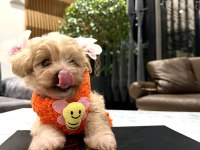 Tatlı mı tatlı maltipoo bebişler