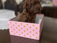 Erkek kalıte poodle yavruları