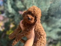 SAFKAN TOY POODLE YAVRULAR