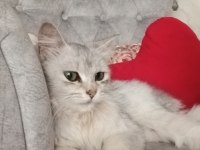 Sakin ev kedisi tasmalı bir şekilde buldum kendisini