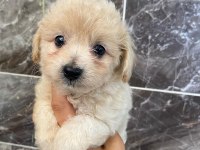 Minyatür orjinal maltipoo