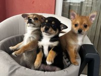 2,5 aylık chihuahua yavruları 2 erkek 1 dişi