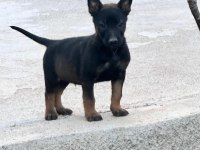 Anne baba A kalite belçika kurdu yavrular