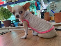 Chihuahua dişi 6 aylık