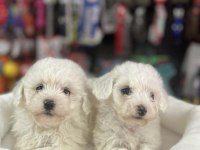 Maltese Terrıer Yavrularım