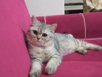 1 Yaşlarında 2 Kediye Yuva Arıyoruz