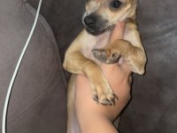 Şivava minyatür pinscher