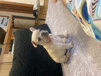 FRENCH BULLDOG EGZOTIK RENKLER