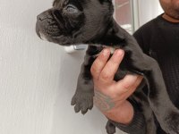 Cane Corso yavrularımız ırk garantilidir