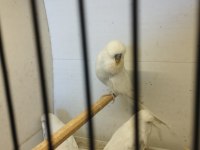 Show jumbo beyaz muhabbet kuşu yavrular
