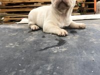 Platinyum french Bulldog