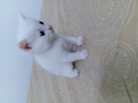 British Shorthair Yavru 28 Günlük