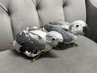 BEBEK JAKO PAPAĞANLARI